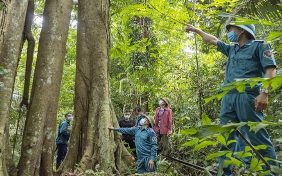 CỬ TRI TỈNH NINH THUẬN: RÀ SOÁT, SỬA ĐỔI CÁC QUY ĐỊNH VỀ QUẢN LÝ VÀ SỬ DỤNG KINH PHÍ SỰ NGHIỆP THỰC HIỆN CHƯƠNG TRÌNH PHÁT TRIỂN LÂM NGHIỆP BỀN VỮNG